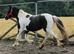 2yr Cob x Welsh filly to make 14.2