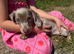 Miniature dachshund puppies