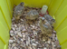Young quails and fertile eggs
