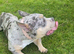 2 year old Pocket bully for rehoming (pls read full ad)