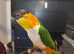 Supertame caique