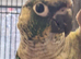 Pair of Conures