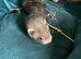 Ferret kits cheshire