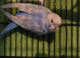 Baby budgies