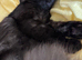 Very rare nebelung x mainecoon