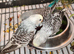 Baby Budgies - ready to leave now