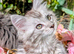 Silver tabby boy (will be keeping him if we don't find a great home so no scammers)