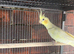 Beautiful Cockatiels