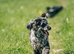 Health tested miniature poodle puppies
