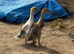 2 Indian runner ducklings