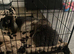 Male otter mini lop x neverland dwarf