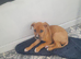 9 week American pup ready now