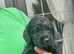 Beautiful cockatoo puppies for sale