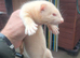ferrets for sale