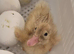 Fresh Fertile Hatching Eggs - Many Breeds Available