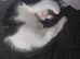 Kittens ready now