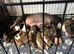 Miniature bull terrier puppies