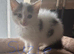 Domestic shorthair kittens