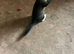 Tabby kitten