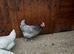 Blue bell pullets 16to18 weeks