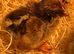 Days old chicks