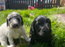 Beautiful Cockapoo Puppies