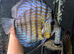 Discus - Breeding pair &pound;100
