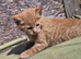 Kittens need a forever home