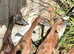 Pure fawn exhibition runners