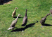 Pure Indian runner hatching eggs x6