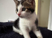 1x female kitten for sale