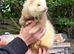 Ferret Kits For Sale