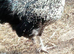 Chickens