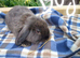 Mini lop x mini plush