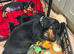 Dachshund