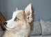 Adorable chow husky