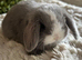 Stunning Lilac/Lilac Split Mini Lop Babies Looking For Loving Homes