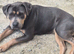 2 cane corso cross