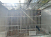 Heck's finch and jarva finch
