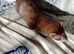 Baby ferrets polecats