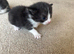 Gorgeous black and white kitten
