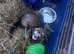 Female ferret