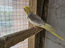 2 cockatiel looking for a new home.