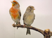 2025 canary pair