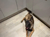 Beautiful 11 month old girl malinois