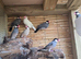 8 java finches