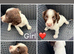 Springer Spaniel puppies