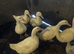 five young male ducks looking for new homes, cherry valley and welsh harlequin