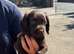 cocker spaniel pups ONLY BOYS LEFT