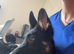 Astra German shepherd